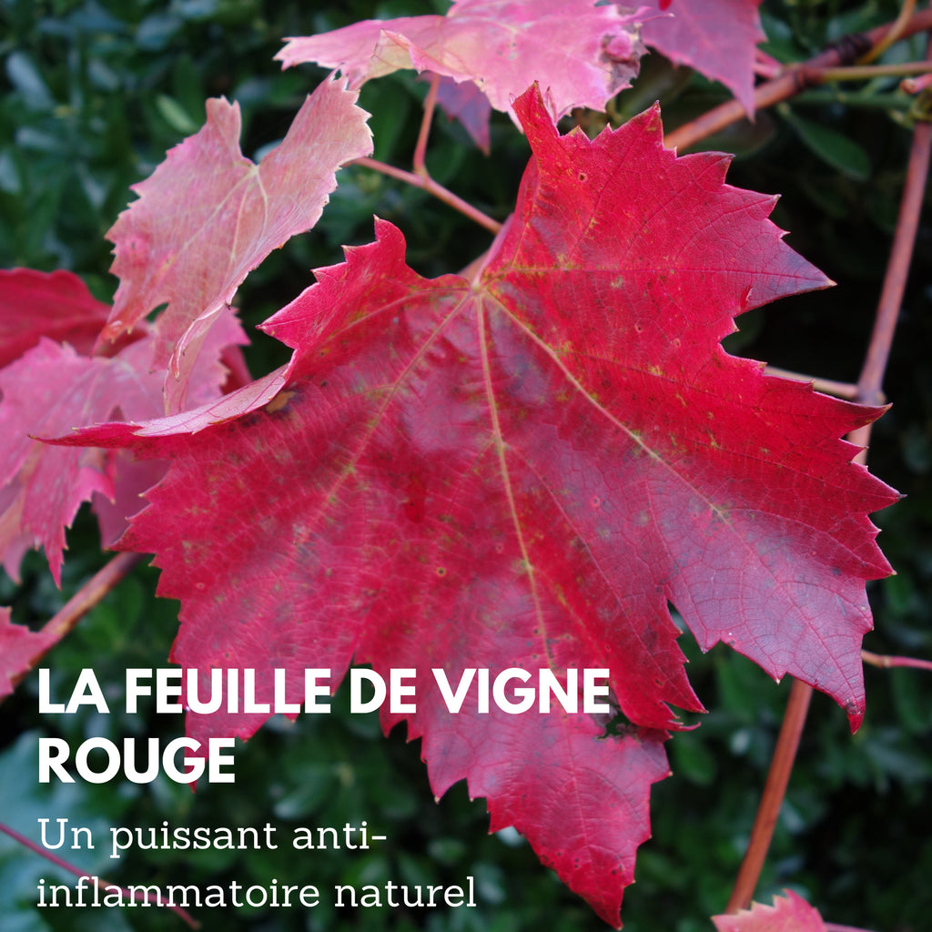 Feuille de vigne rouge: Les bienfaits santé d'un trésor naturel à découvrir
